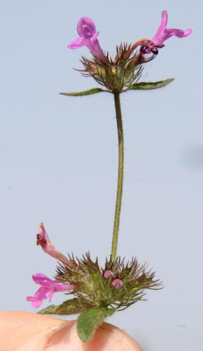 Clinopodium image