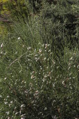 Cytisus striatus image