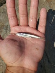 Shortfinger Anchovy photo 2