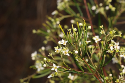 Image of Zieria laxiflora by (c) Greg Tasney, some rights reserved (CC BY-SA)