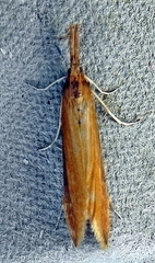 Donacaula melinellus