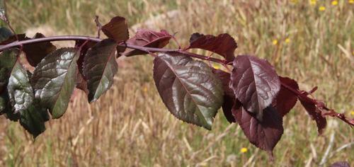 Prunus cerasifera image