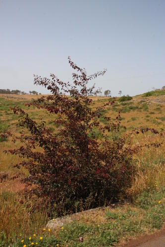 Prunus cerasifera image