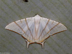 Ourapteryx claretta
