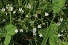 Stellaria neglecta