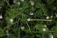 Stellaria neglecta