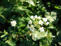 Capsella grandiflora