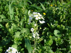 Capsella grandiflora