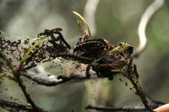 Yponomeuta evonymella