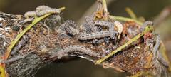 Yponomeuta evonymella