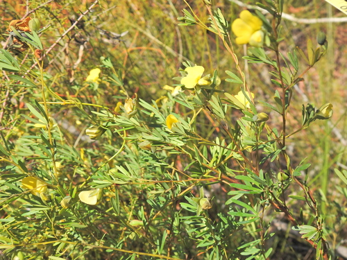 Image of Golden Glory Pea (Gompholobium virgatum) by (c) Scott W. Gavins, some rights reserved (CC BY)
