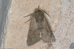 Orthosia annulimacula