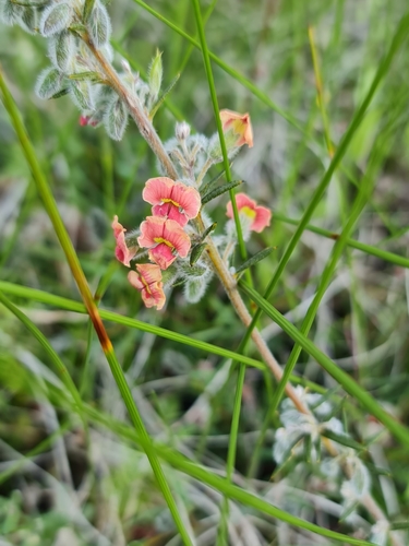 Image of Chorizema aciculare by (c) Belinda Forbes, some rights reserved (CC BY)