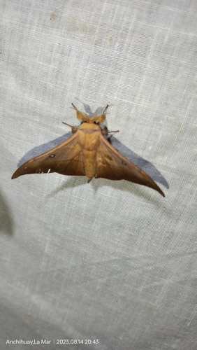 Isoscella leva