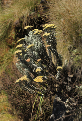 Calomeria africana - Photo (c) Bart Wursten, algunos derechos reservados (CC BY-NC), subido por Bart Wursten
