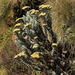 Calomeria africana - Photo (c) Bart Wursten, alguns direitos reservados (CC BY-NC), uploaded by Bart Wursten