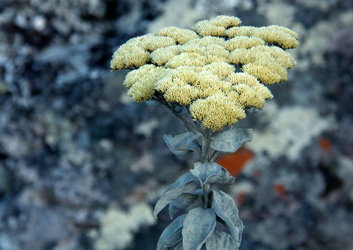 Calomeria africana image