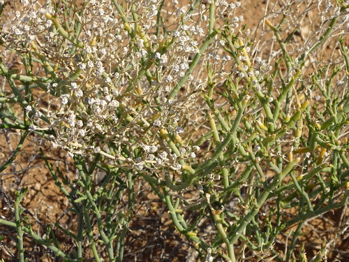 Image of Mesembryanthemum junceum by (c) Shaun Swanepoel, some rights reserved (CC BY)