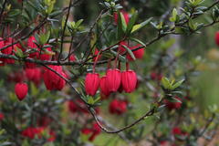 Crinodendron hookerianum