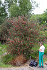 Crinodendron hookerianum
