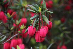 Crinodendron hookerianum