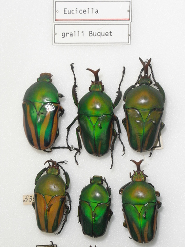 Flamboyant Flower Beetle