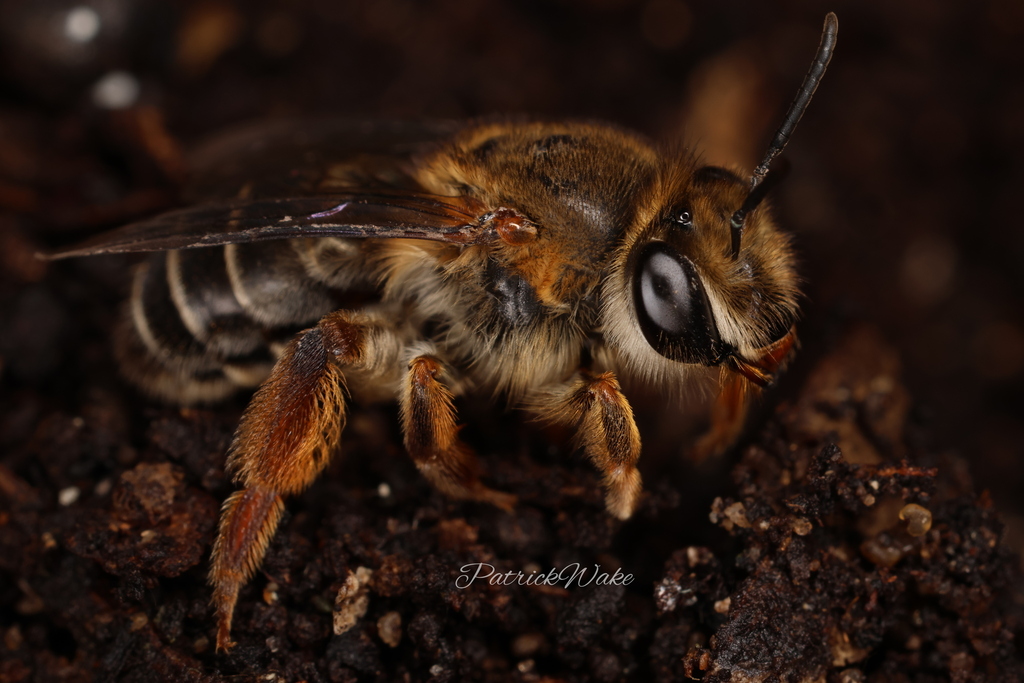 Trichocolletes orientalis