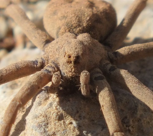 Homalonychus selenopoides