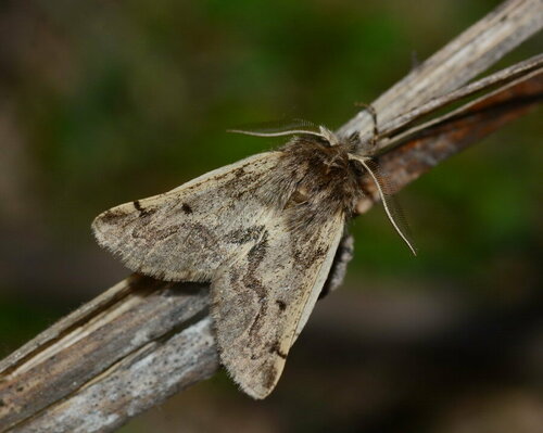 Almabiston brunnea