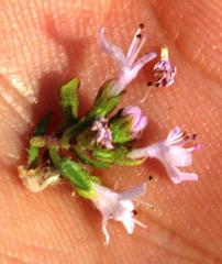Thymus caespititius
