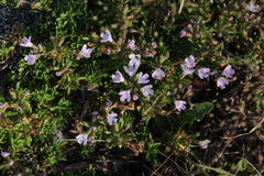 Thymus caespititius