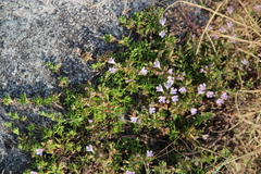 Thymus caespititius