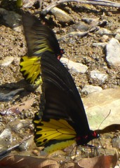 Troides helena cerberus