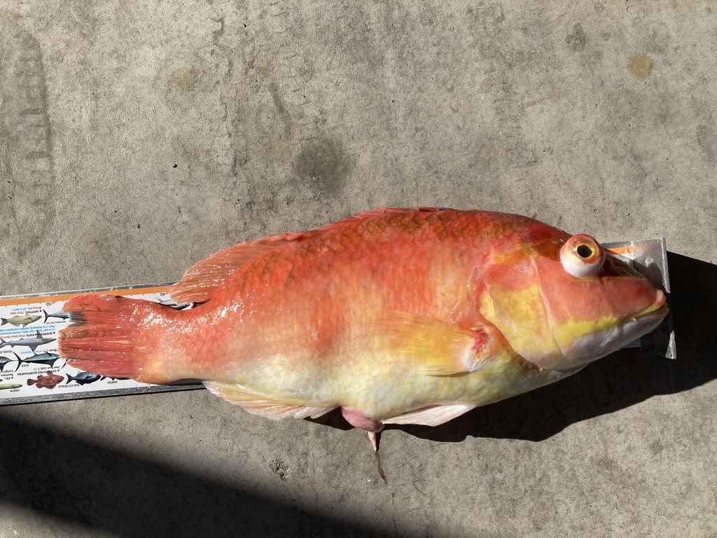Masked pigfish (Bodianus flavifrons) — Labridae