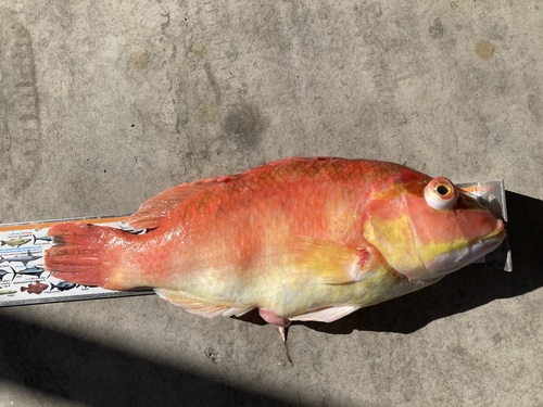 Masked pigfish (Bodianus flavifrons) — Labridae
