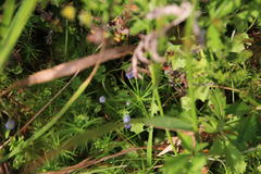 Hesperocodon hederaceus