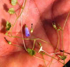 Hesperocodon hederaceus