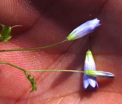 Hesperocodon hederaceus