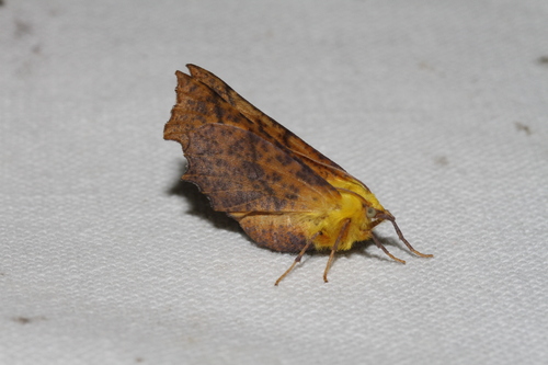 Ennomos alniaria