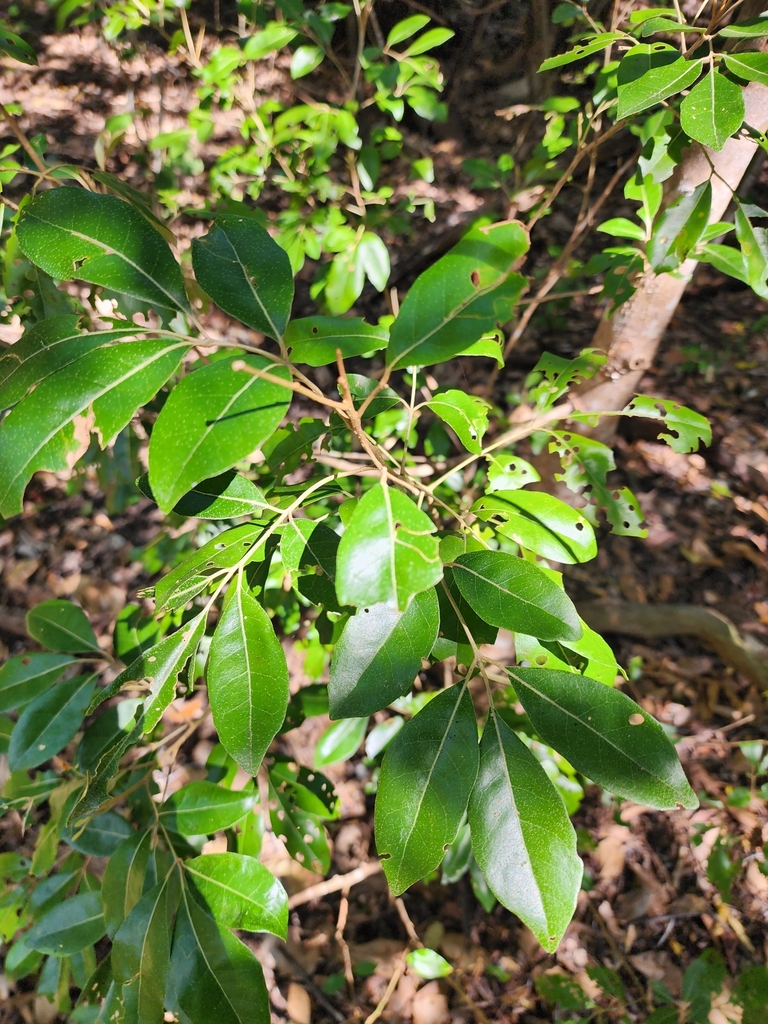 Coastal Boodyarra from Nelly Bay Rd at Lilac Street, Nelly Bay QLD 4819