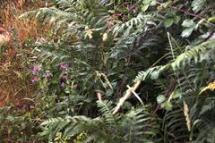 Echium rosulatum