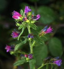 Echium rosulatum
