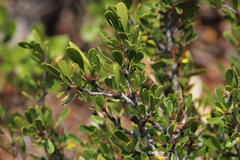 Rhamnus oleoides