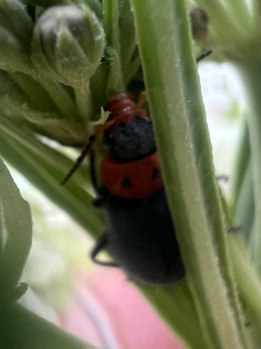 Two-Spotted Melyrid photo 2