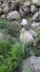 Iris hermona