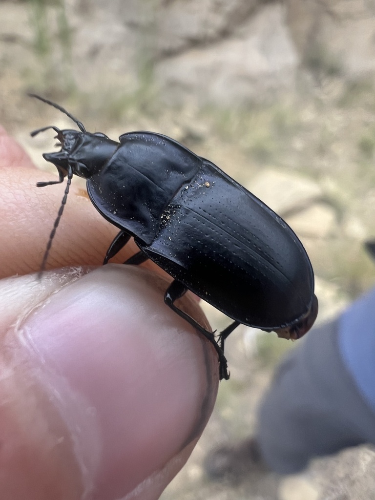Dicaelus laevipennis