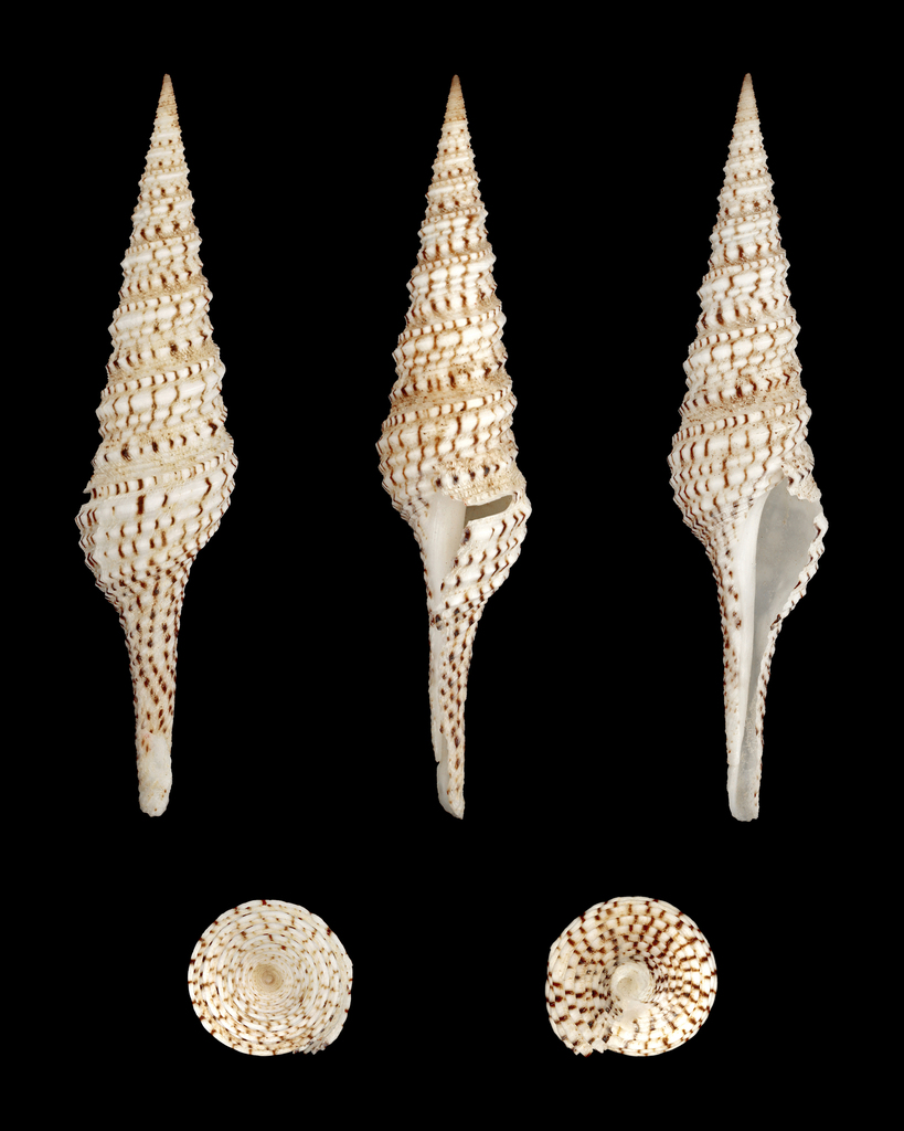 Turridae