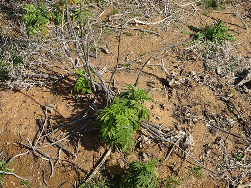Image of Melianthus comosus by (c) Shaun Swanepoel, some rights reserved (CC BY)