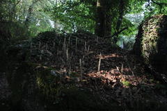 Umbilicus heylandianus