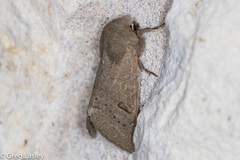 Orthosia annulimacula